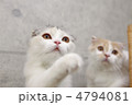 猫の手