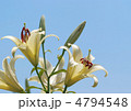 白百合_青空