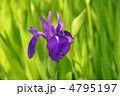 花菖蒲