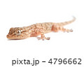 4796662