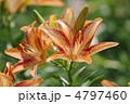 ユリ_斑入り