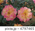 サハラ’９８