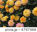 サハラ’９８
