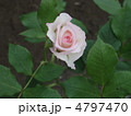 真珠貝