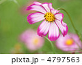 花びらの縁が濃いピンクのコスモス 花びらの縁が濃いピンクのコスモス