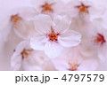 桜の花　ピンク