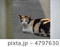 三毛猫