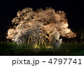 浅井の一本桜