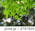 新緑