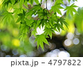 新緑