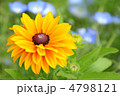 青い花をバックに咲く満開のルドベキア