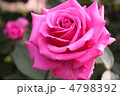 薔薇3 薔薇3