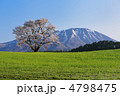小岩井一本桜