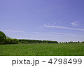 晴れた日の新緑