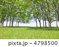 晴れた日の新緑