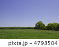 晴れた日の新緑