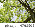 晴れた日の新緑