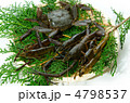 freshwater prawn and mitten crab, テナガエビとモクズガニ