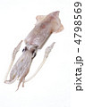neon flying squid, アカイカ