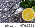 halfbeak, サヨリ