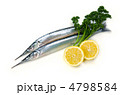 halfbeak, サヨリ