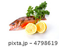 goldeye rockfish, ウスメバル