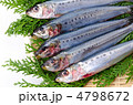 sardine, マイワシ