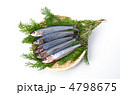 sardine, マイワシ