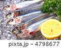 sardine, マイワシ