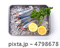sardine, マイワシ