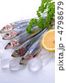 sardine, マイワシ