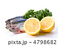 sardine, マイワシ