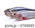 sardine, マイワシ