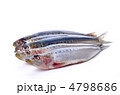 sardine, マイワシ