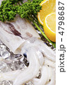 japanese common squid, スルメイカ