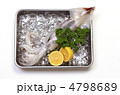 japanese common squid, スルメイカ