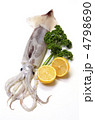 japanese common squid, スルメイカ