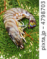 kuruma prawn, クルマエビ