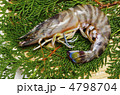 kuruma prawn, クルマエビ