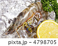 kuruma prawn, クルマエビ