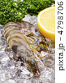 kuruma prawn, クルマエビ