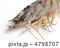 kuruma prawn, クルマエビ