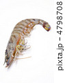 kuruma prawn, クルマエビ