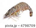 kuruma prawn, クルマエビ