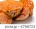 horsehair crab, ケガニ