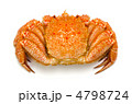 horsehair crab, ケガニ