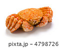 horsehair crab, ケガニ