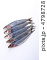 sardine, マイワシ