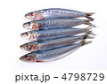 sardine, マイワシ