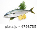 yellowtail, ブリ